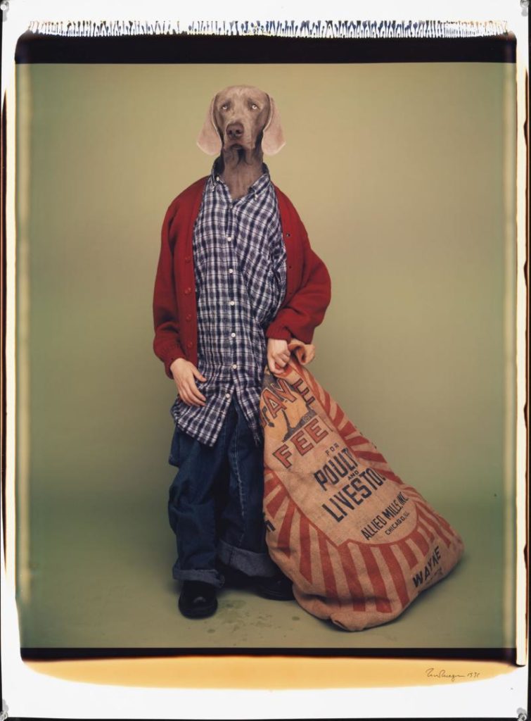 William Wegman, «Farm Boy», 1996, Polaroid a colori